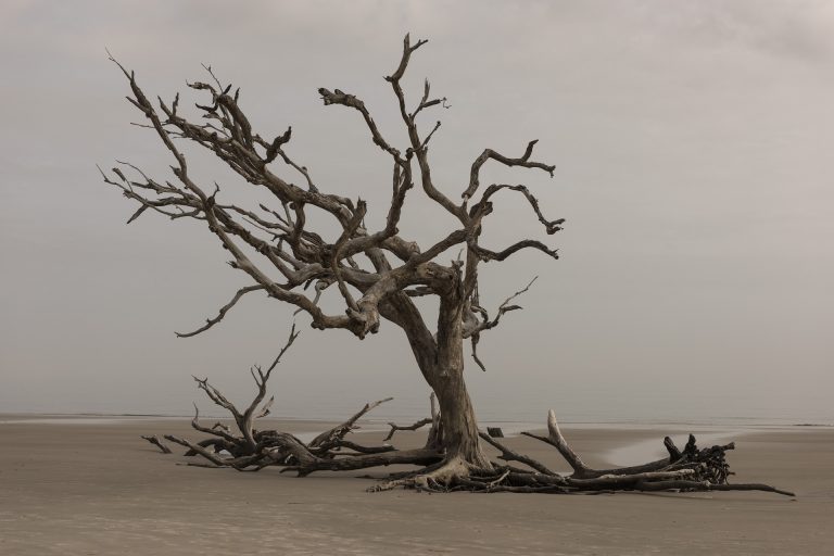 Tree dying because of environmental damage