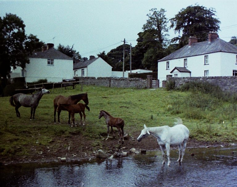 Horses led to water